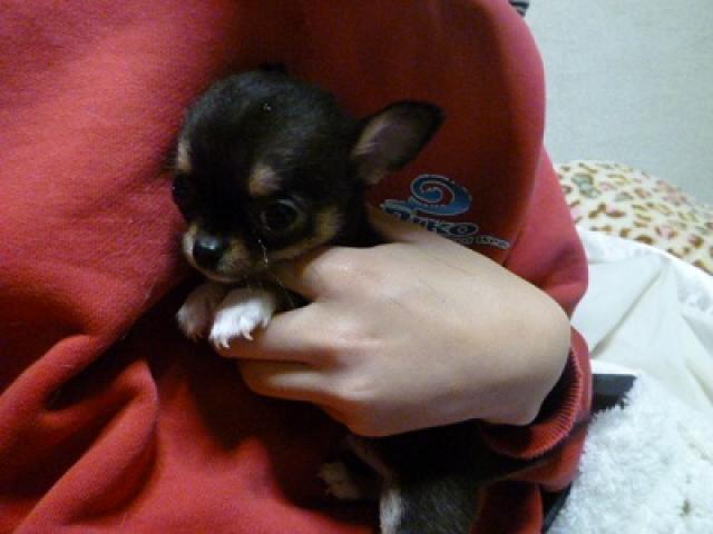 チワワ（スムースコート）