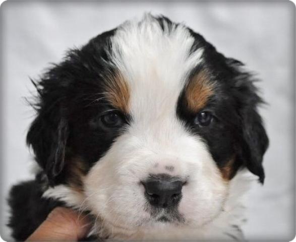 バーニーズマウンテンドッグ