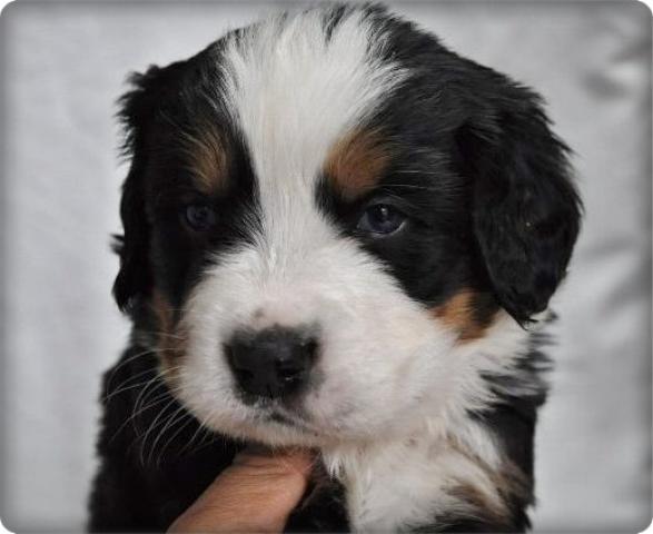 バーニーズマウンテンドッグ