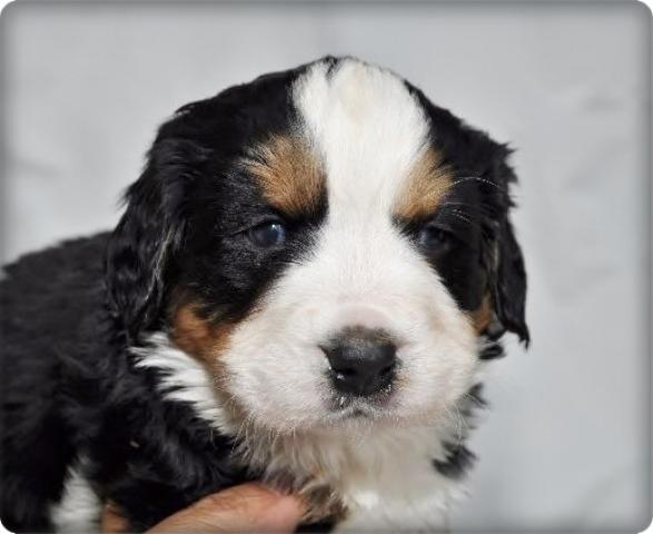 バーニーズマウンテンドッグ