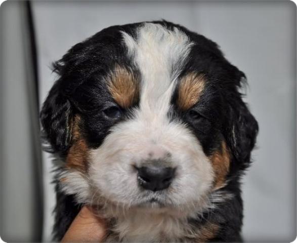 バーニーズマウンテンドッグ