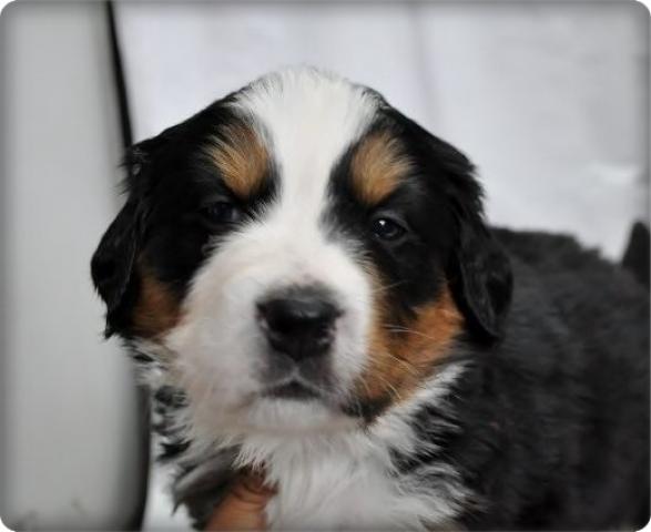 バーニーズマウンテンドッグ