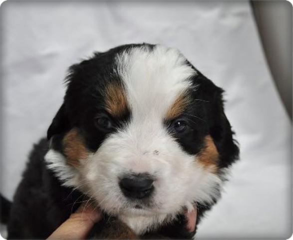 バーニーズマウンテンドッグ