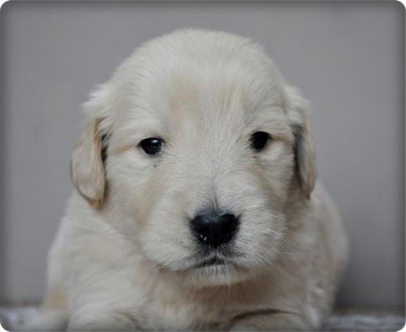 ゴールデンレトリーバー