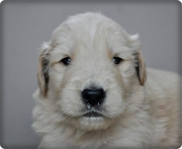 ゴールデンレトリーバー