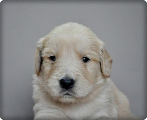 ゴールデンレトリーバー