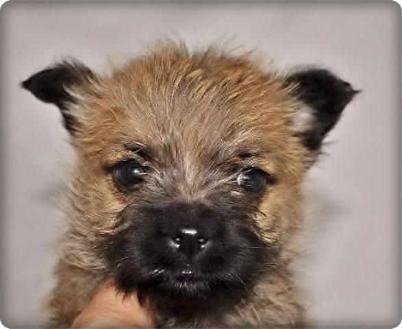 ケアーンテリア