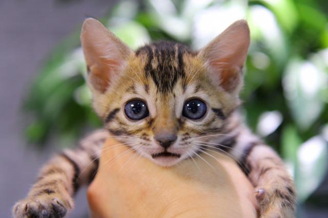 ベンガル　ブラウン・スポテッド・タビー