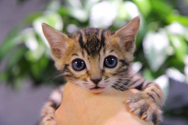 ベンガル　ブラウン・スポテッド・タビー