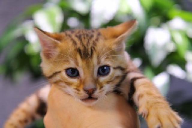 ベンガル　ブラウン・ロゼット