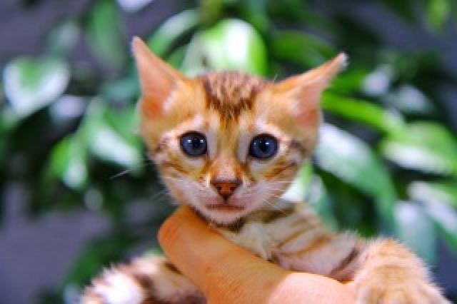 ベンガル ブラウン・ロゼット