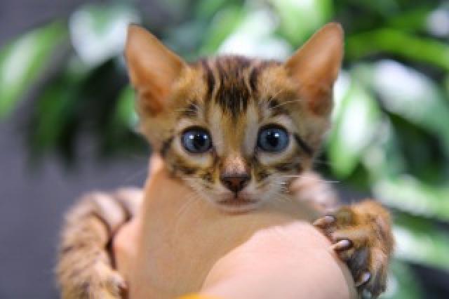 ベンガル ブラウン・スポテッド・タビー