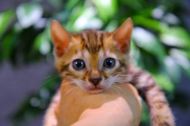 ベンガル　ブラウン・マーブルド・タビー