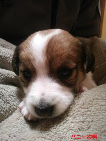 ジャックラッセルテリア