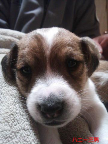 ジャックラッセルテリア