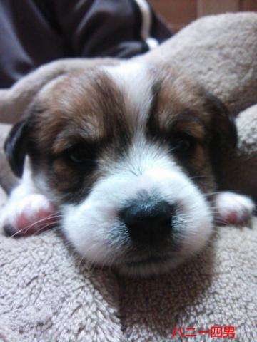 ジャックラッセルテリア