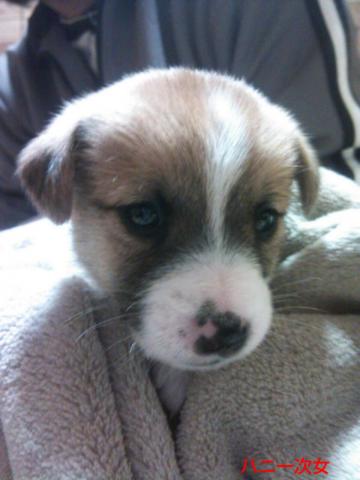 ジャックラッセルテリア