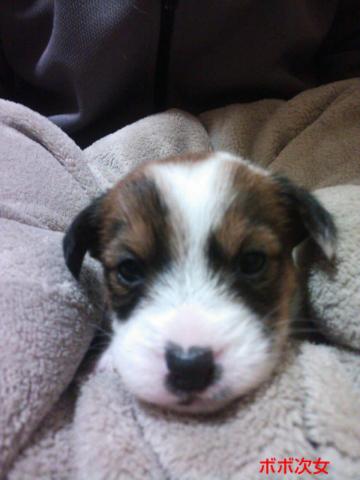 ジャックラッセルテリア