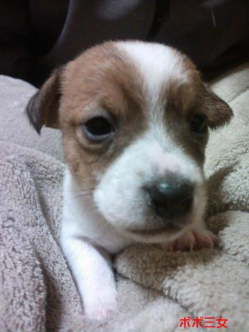 ジャックラッセルテリア