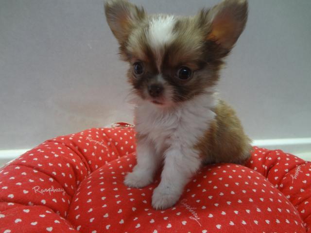 チワワ（ロングコート）