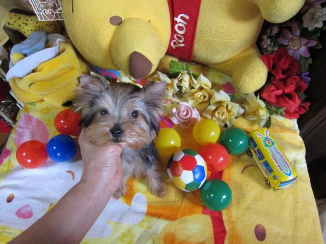 ヨークシャーテリア