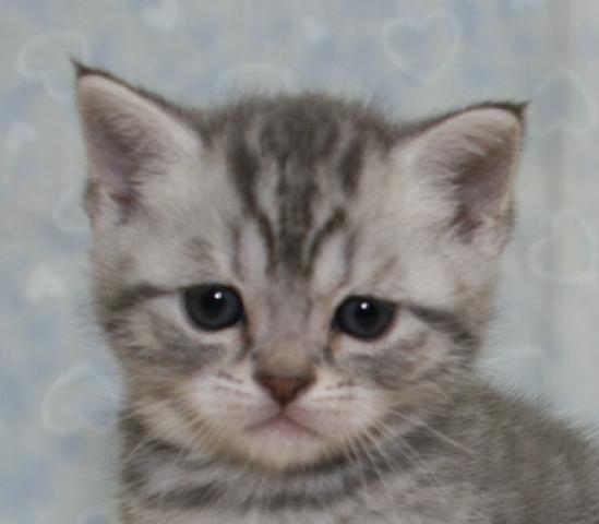 スコティッシュフォールド