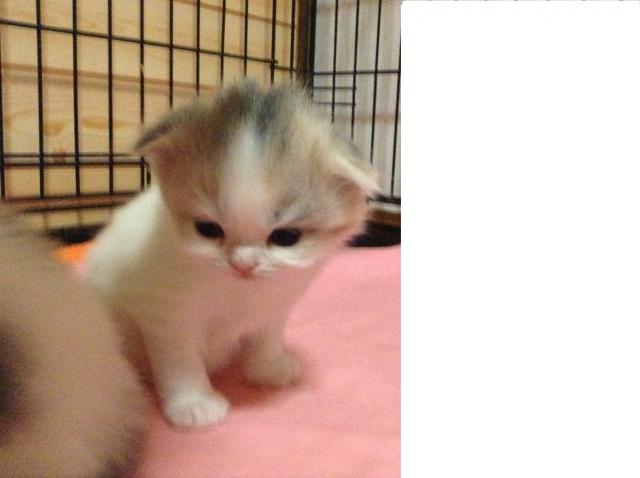 スコティッシュフォールド