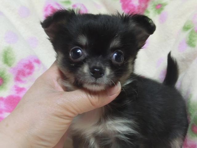 チワワ（ロングコート）