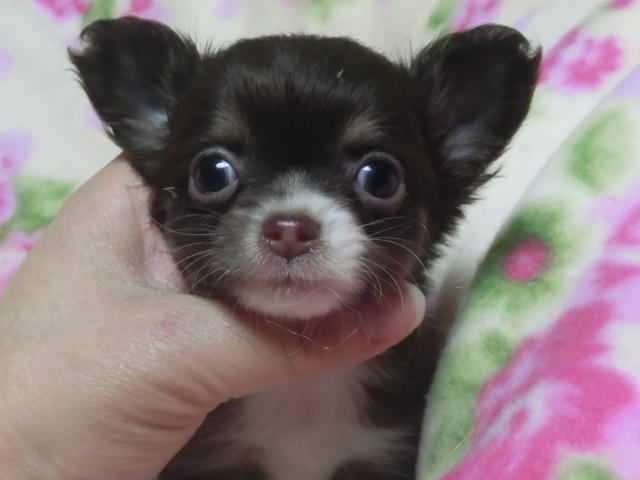 チワワ（ロングコート）