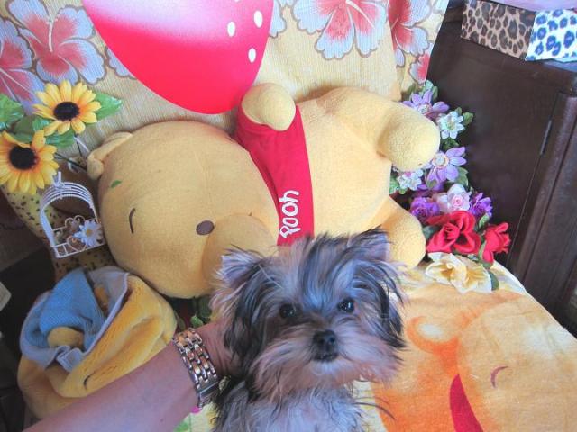 ヨークシャーテリア