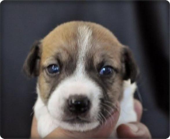 ジャックラッセルテリア