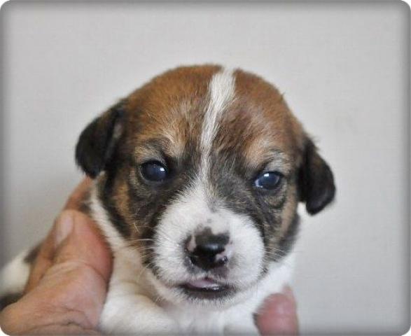 ジャックラッセルテリア