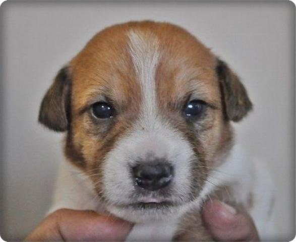 ジャックラッセルテリア