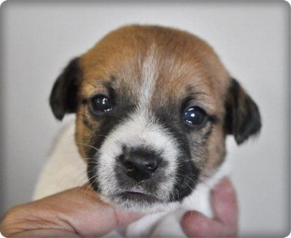 ジャックラッセルテリア