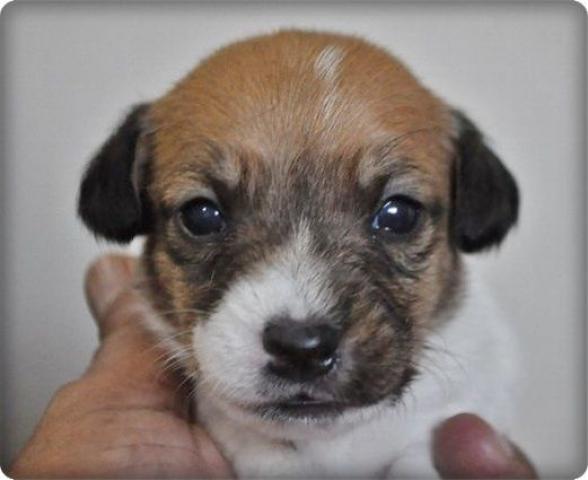 ジャックラッセルテリア