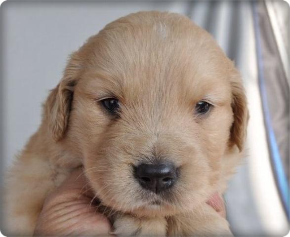 ゴールデンレトリーバー