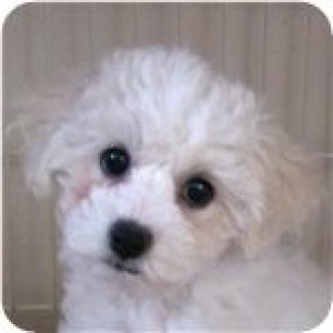 ビションフリーゼ