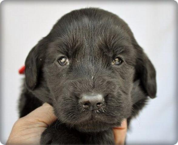 フラットコーテッドレトリーバー