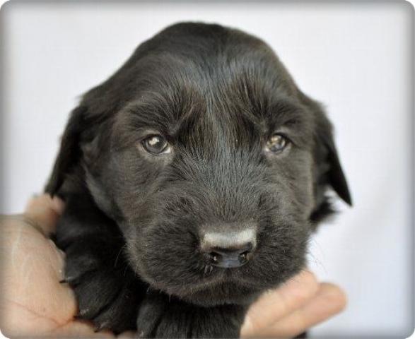 フラットコーテッドレトリーバー