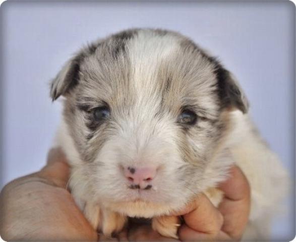 ボーダーコリー