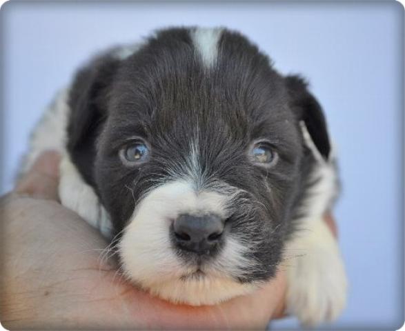 ボーダーコリー