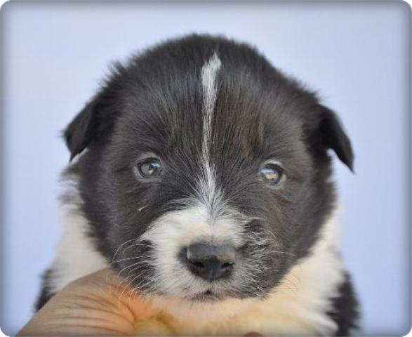 ボーダーコリー