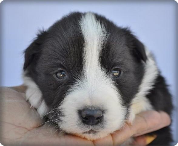 ボーダーコリー