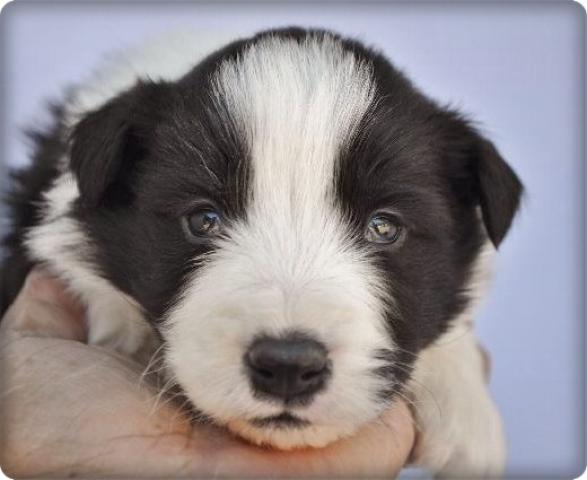 ボーダーコリー