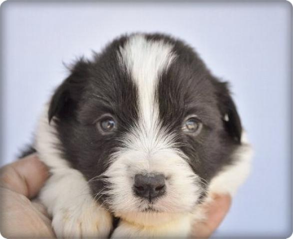 ボーダーコリー