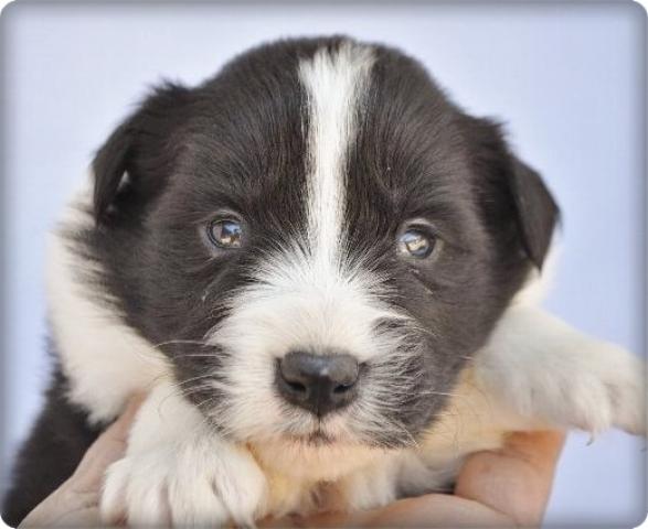 ボーダーコリー