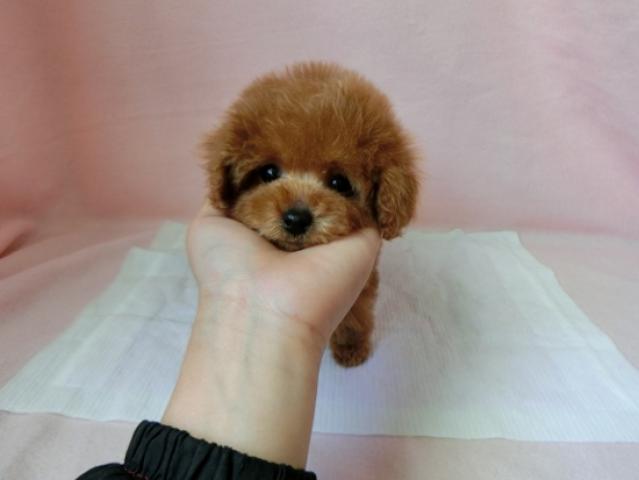 トイプードル
