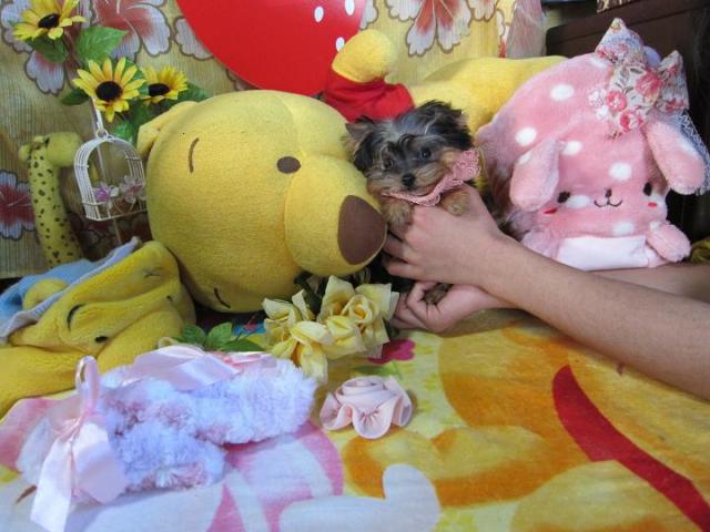 ヨークシャーテリア