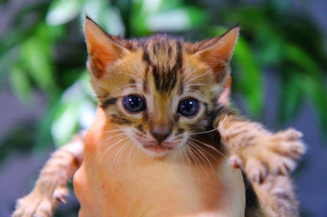 ベンガル　ブラウン・スポテッド・タビー