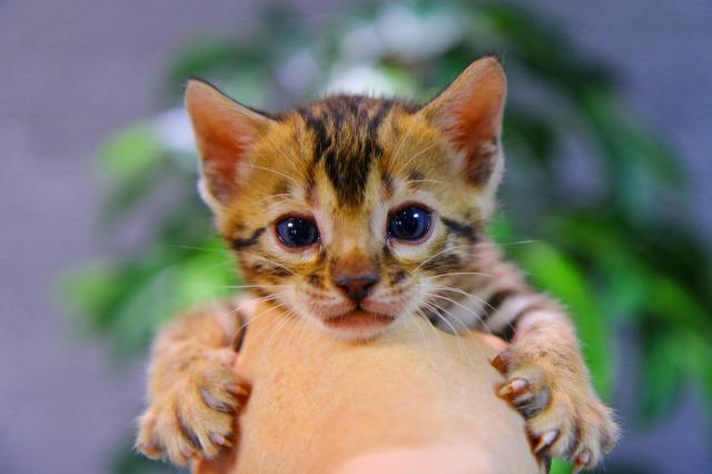 ベンガル　ブラウン・スポテッド・タビー